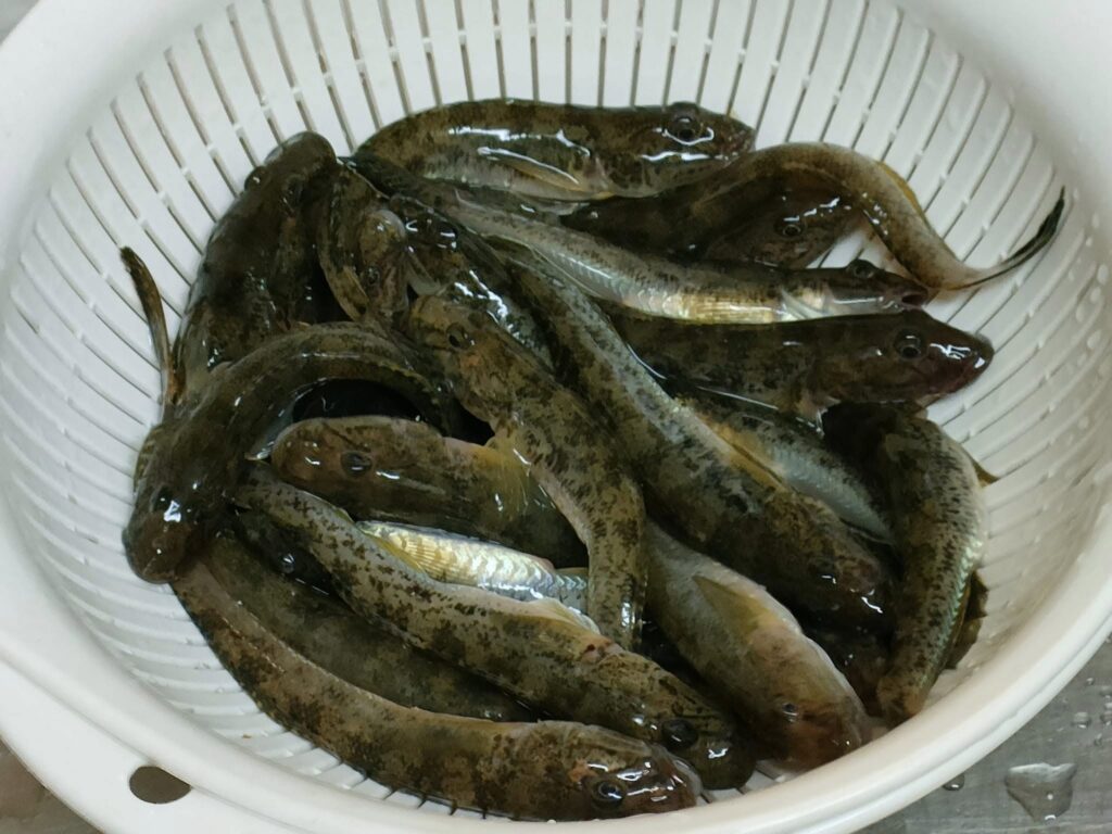 自力で釣ったハゼ様と頂いたハゼ様