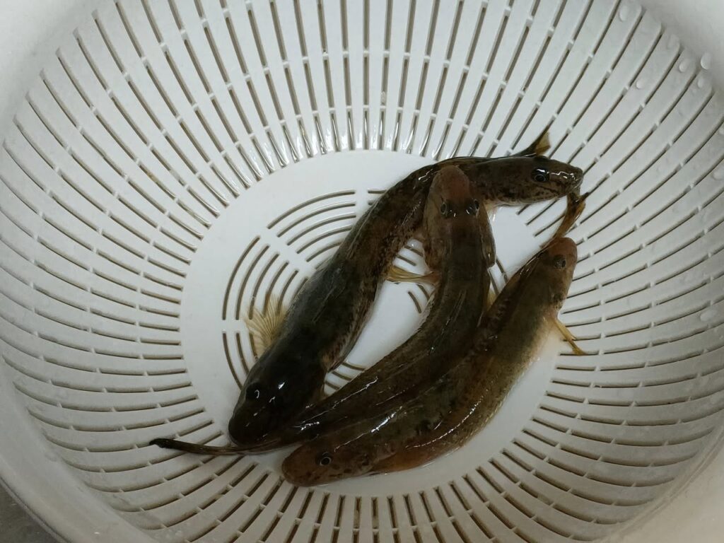 自力で釣った2匹とB先生から頂いた3匹